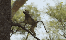 Monkey National Geographic GIF - Monkey National Geographic Savage Kingdom GIFs