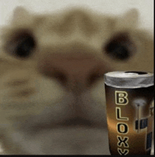 Bloxycola Cat GIF - Bloxycola Cat Funny GIFs