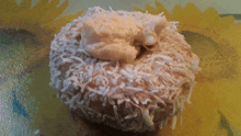 Coconut Cream Donut Donuts GIF
