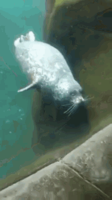 Seal Window GIF - Seal Window GIFs