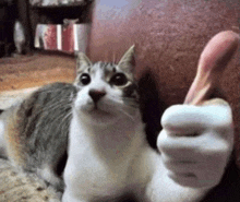 Cat Cat Thumbs Up GIF - Cat Cat Thumbs Up Cat Human Thumb GIFs