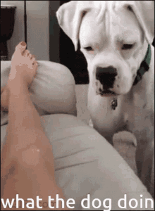 What The Dog Doin What The Dog Doing GIF - What The Dog Doin What The Dog Doing What The Dog Doin Meme GIFs