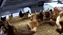 Chickens Chicken Farm GIF - Chickens Chicken Farm Birds GIFs