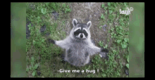 Raccoon Hug GIF