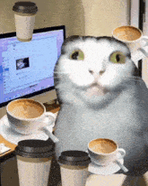 a cat is surrounded by cups of coffee in front of a computer screen