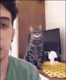 Kitty Gives Love Kitty Wants Attention GIF - Kitty Gives Love Kitty Wants Attention Love Me GIFs