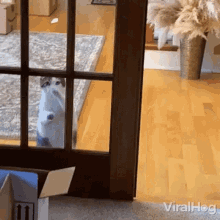 cat knocking door viralhog cat begging for entry cat moving paws cat