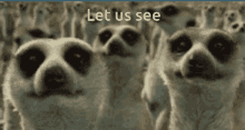 Let Us See Lets See GIF - Let Us See Lets See Sloth GIFs