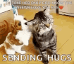 Cat Hug GIF - Cat Hug Dog GIFs