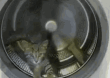 Kitty Exercising In The Dryer GIF