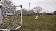 Purin Is Ready For The World Cup! GIF