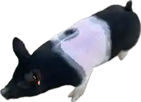 a black and white pig is laying down with a tag on its ear