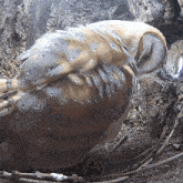 Scratching My Feathers Barn Owl GIF - Scratching My Feathers Barn Owl Robert E Fuller GIFs