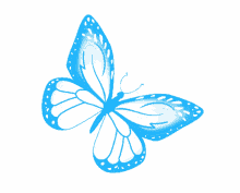 butterfly blue butterfly freedom pretty nature