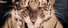 Tiger Puli GIF - Tiger Puli Animals GIFs