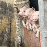 свині свиня GIF