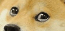 Doge Tears GIF