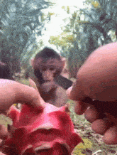 a monkey is looking at a person cutting a fruit with a knife