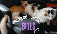 Cat Cats GIF - Cat Cats Funny GIFs