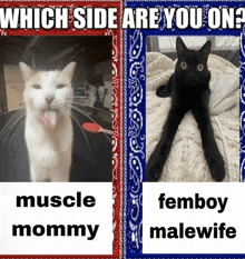 Cat Femboy GIF - Cat Femboy Muscle GIFs