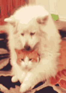 Cat Doge GIF - Cat Doge GIFs