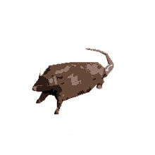 rat spinning 3d model