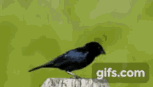 Tiziu Black Bird GIF - Tiziu Black Bird Flew Off GIFs