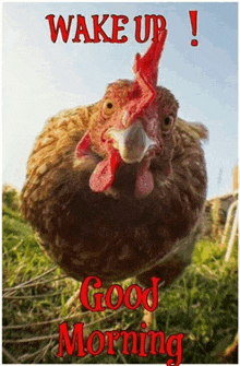 a chicken with a red crest is standing in the grass with the words `` wake up ! good morning '' written on it .