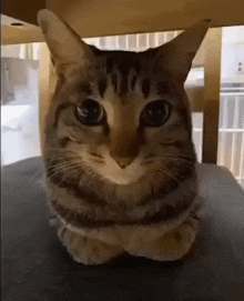 Cat Cat Jumpscare GIF - Cat Cat Jumpscare Cat Meme GIFs