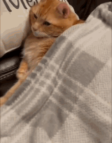 Cat Lazy GIF