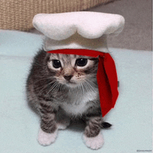 a kitten wearing a chef 's hat and scarf