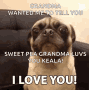 I Love You Love GIF - I Love You Love Sweet Dog GIFs