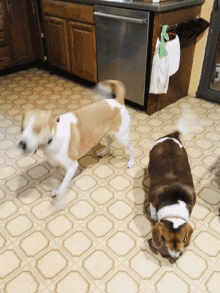 Happy Dogs GIF - Happy Dogs GIFs