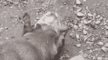 Otter Rock GIF - Otter Rock Batting GIFs