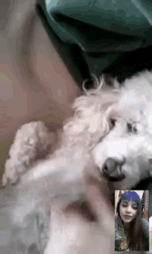 a woman is talking on a video call with a dog