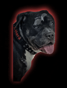 a dog with a collar that says x-herd on it