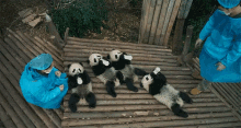 Drinking Milk Baby Pandas GIF - Drinking Milk Drink Baby Pandas GIFs