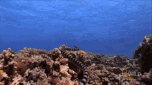 Swimming GIF - Snake Nat Geo Ocean GIFs
