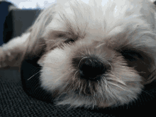 Pepka Dog GIF - Pepka Dog Sleepy GIFs