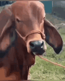 A Cow Raise The Brow A Cow Raises The Brow GIF - A Cow Raise The Brow A Cow Raises The Brow Cow Raises Brow GIFs