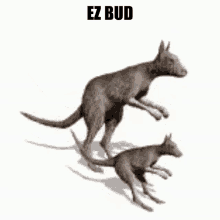 Ezbud Gotbud GIF - Ezbud Gotbud Kangaroo GIFs