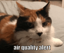 a calico cat laying on a bed with the words air quality alert written below it
