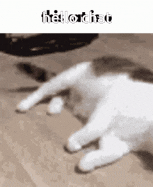 Hello Chat Cat GIF - Hello Chat Cat GIFs
