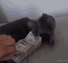 my money cat selfish scratch dont touch