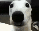 Cachorro Frio Medo GIF - Cachorro Frio Frio Cachorro GIFs
