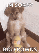 a dog is sitting next to a stuffed duck with the words `` im sorry big frwns '' written on it .