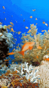 a coral reef with many fish swimming around