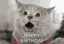 Cat Wow GIF - Cat Wow Surprise GIFs