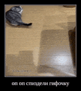 a cat is sitting on a wooden floor with its shadow on the floor