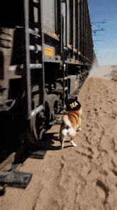 a dog wearing a hat that says dea